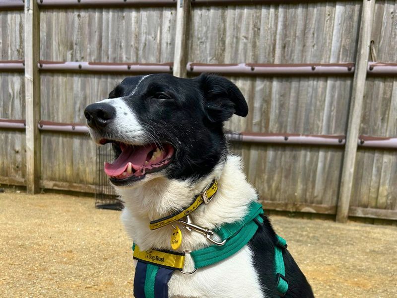 Baylee for sale in Newton Tony, Wiltshire | Image 3