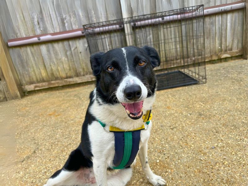 Baylee for sale in Newton Tony, Wiltshire | Image 2