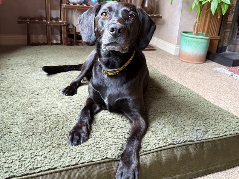 Buddy | Retriever (Labrador) Cross | Ballymena (Northern Ireland) - 1