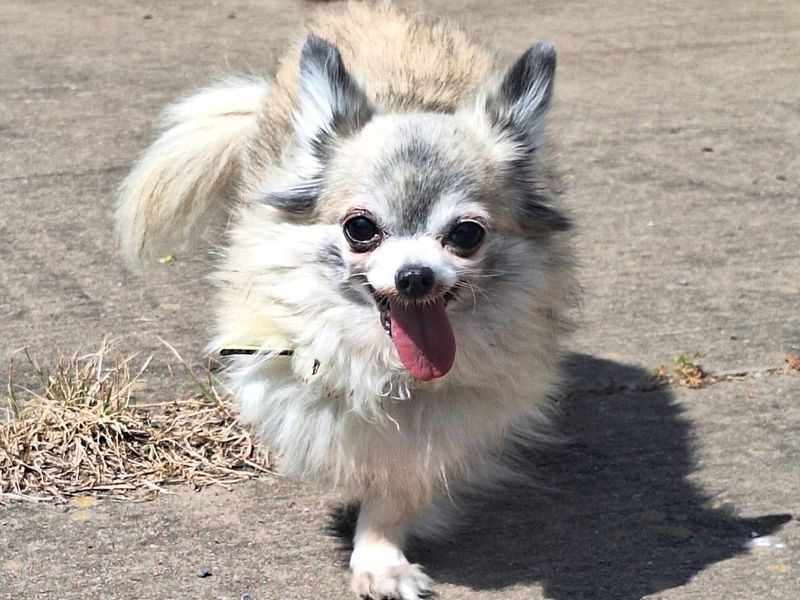 Chihuahua for adoption in Telford, Shropshire – 15 years old - Image 2 of 2
