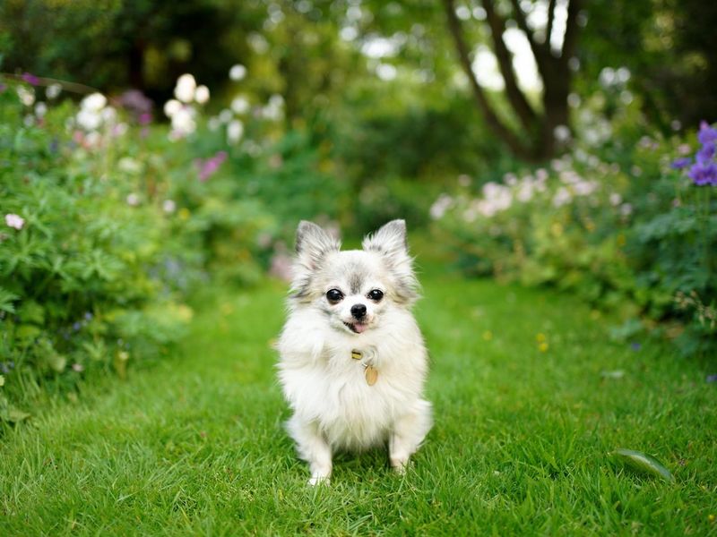 Hattie for sale in Telford, Shropshire