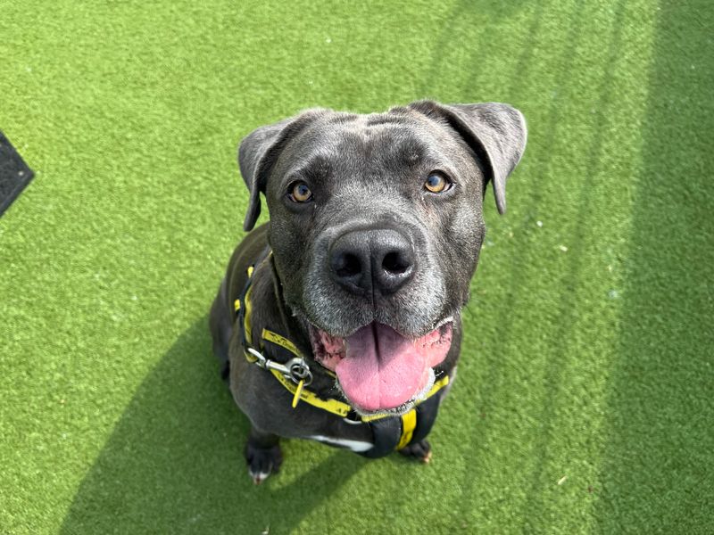 Mastiff for adoption in Snetterton, Norfolk – 7 years old - Image 3 of 8