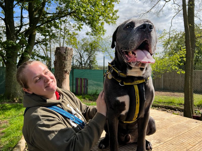 Mastiff for adoption in Snetterton, Norfolk – 7 years old - Image 7 of 8