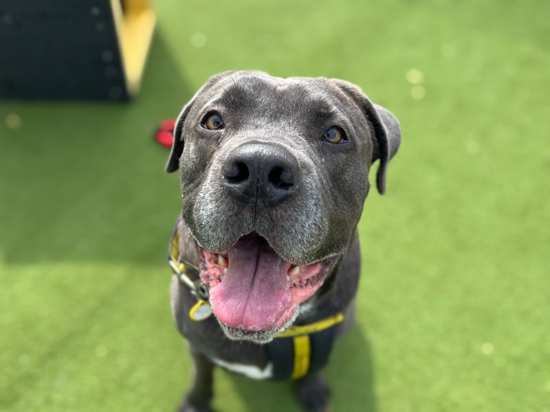 Mastiff for adoption in Snetterton, Norfolk – 7 years old - Image 1 of 8