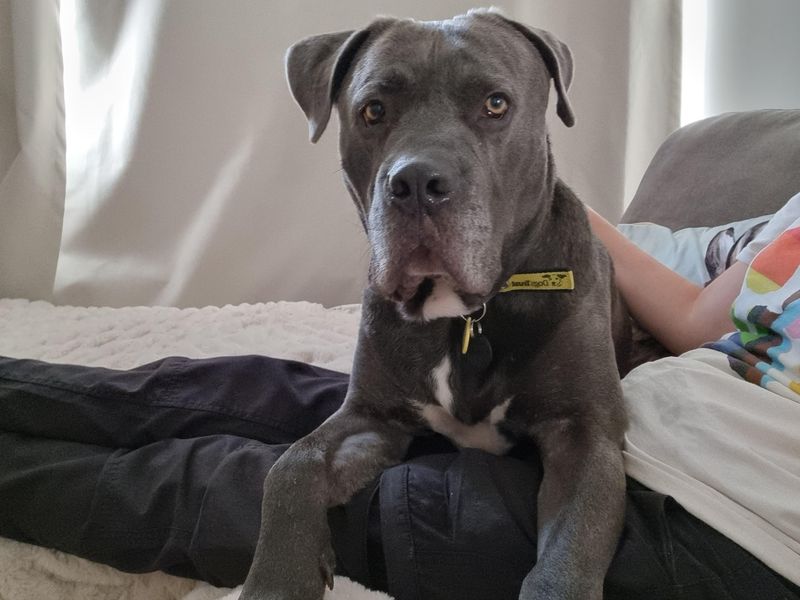 Mastiff for adoption in Snetterton, Norfolk – 7 years old - Image 2 of 8