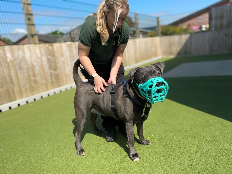 Mastiff for adoption in Snetterton, Norfolk – 7 years old - Image 6 of 8