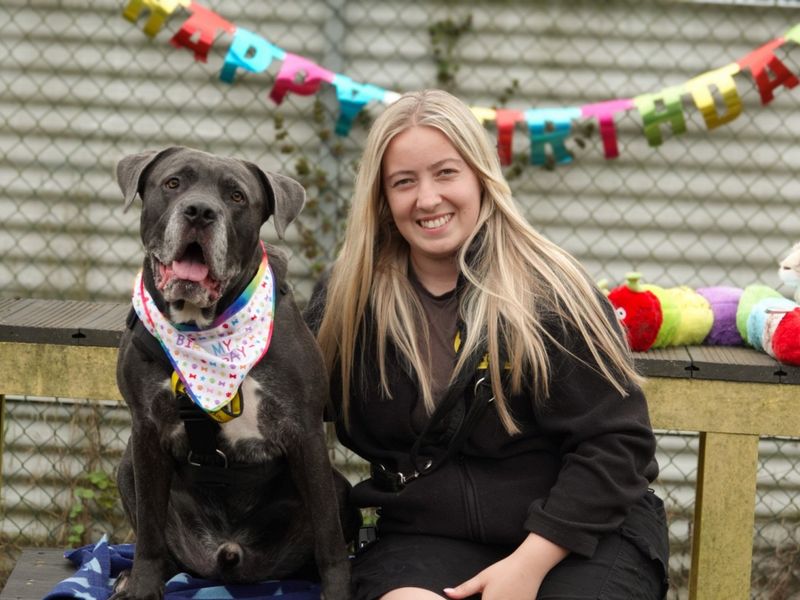 undefined | Italian Corso Dog Cross | undefined - 5