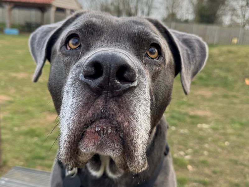 undefined | Italian Corso Dog Cross | undefined - 6