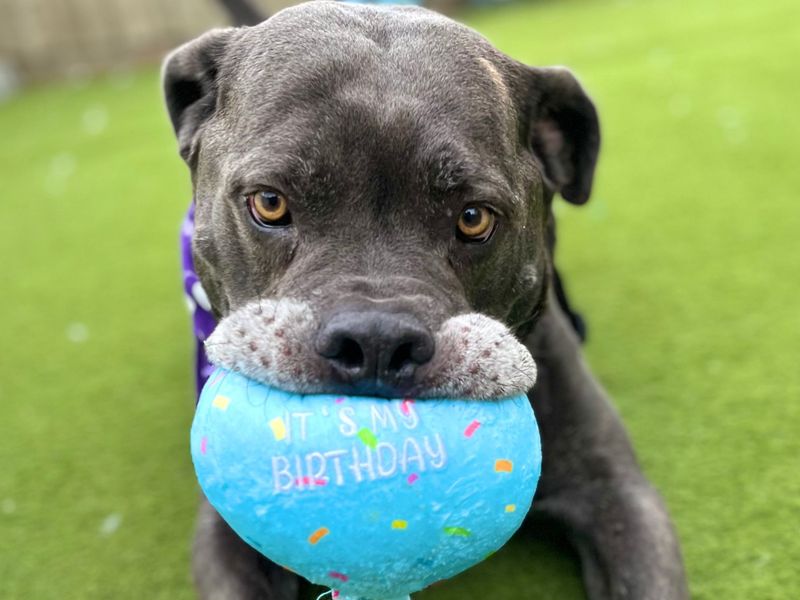 Moose | Italian Corso Dog Cross | Snetterton (Norfolk) - 12