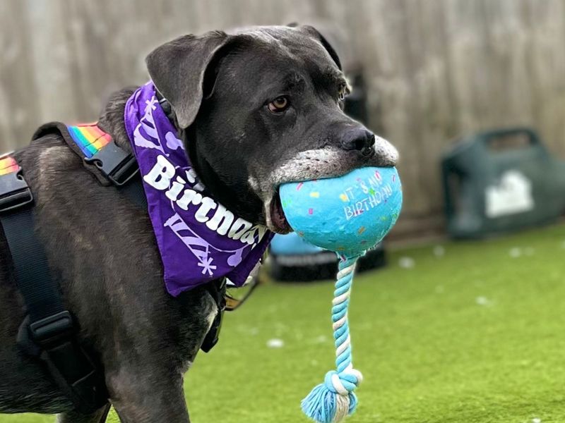 Moose | Italian Corso Dog Cross | Snetterton (Norfolk) - 10