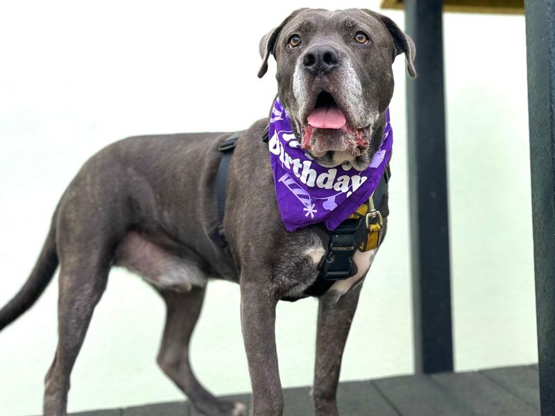 Moose | Italian Corso Dog Cross | Snetterton (Norfolk) - 11