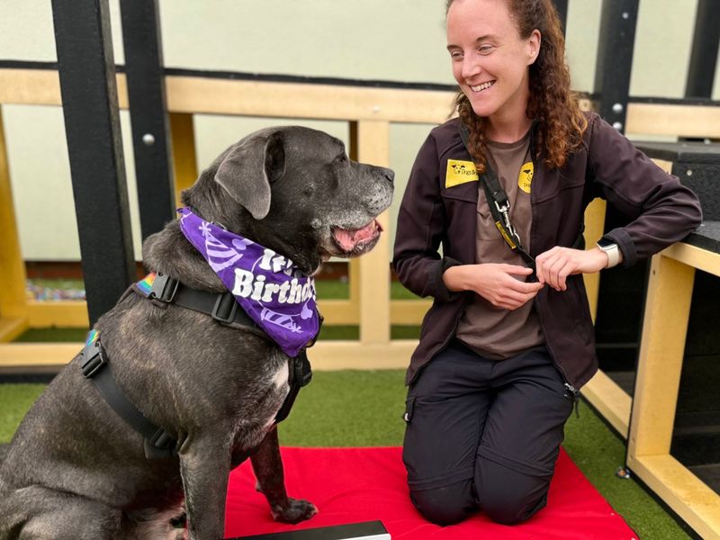 Moose | Italian Corso Dog Cross | Snetterton (Norfolk) - 6
