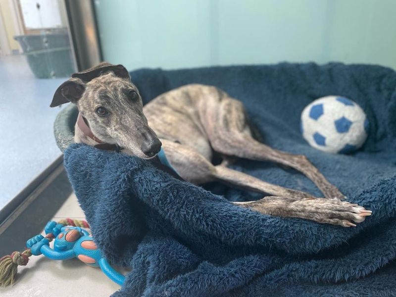 Greyhound for adoption in Kenilworth, Warks – 7 years old - Image 5 of 8