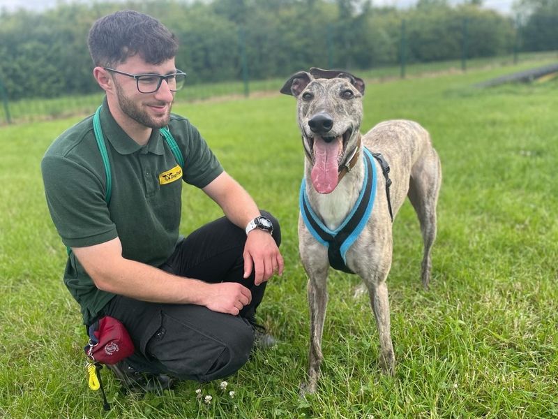 Greyhound for adoption in Kenilworth, Warks – 7 years old - Image 4 of 8