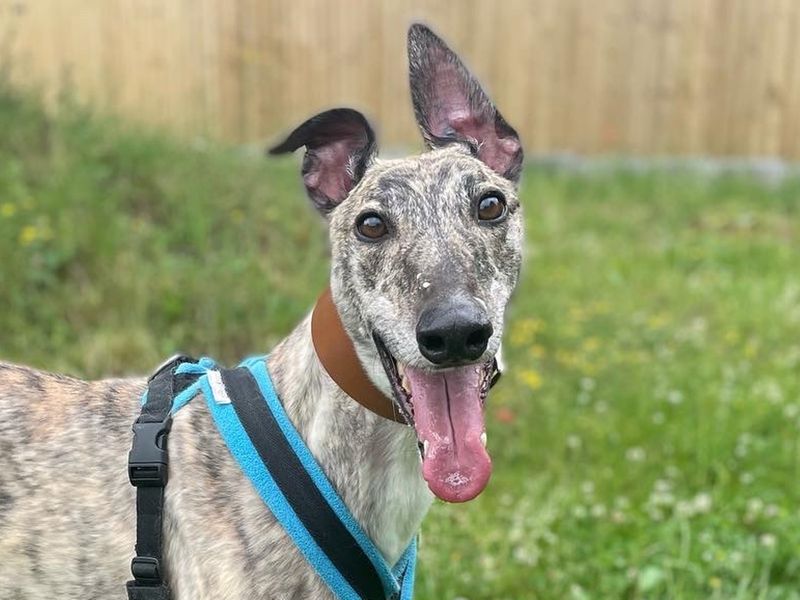 Greyhound for adoption in Kenilworth, Warks – 7 years old - Image 6 of 8