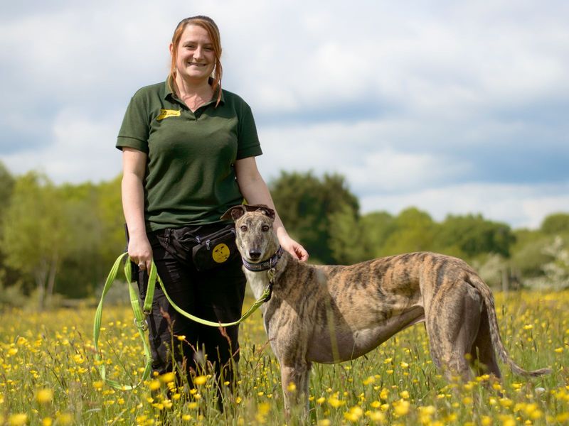 Greyhound for adoption in Kenilworth, Warks – 7 years old - Image 8 of 8