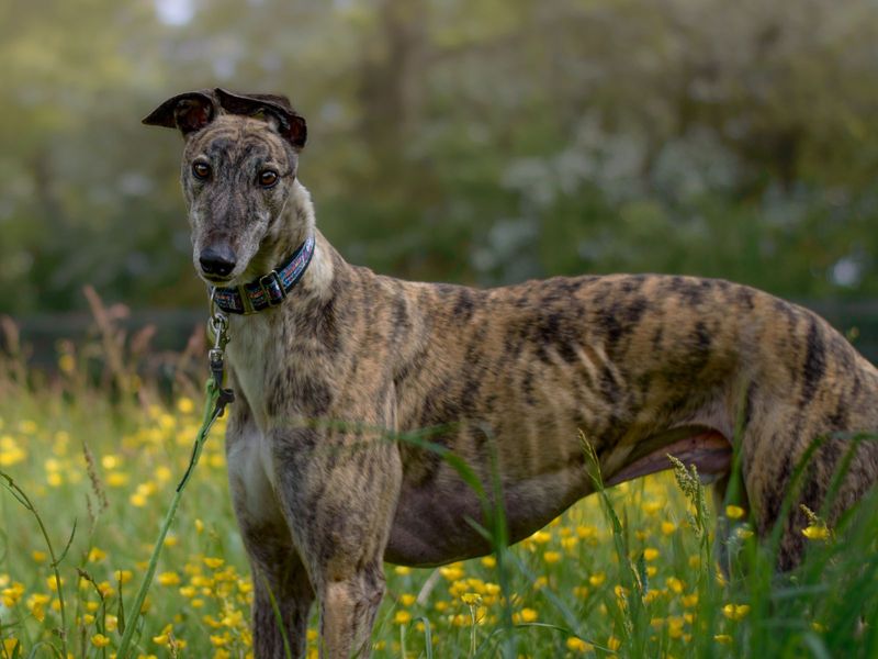 Greyhound for adoption in Kenilworth, Warks – 7 years old - Image 7 of 8