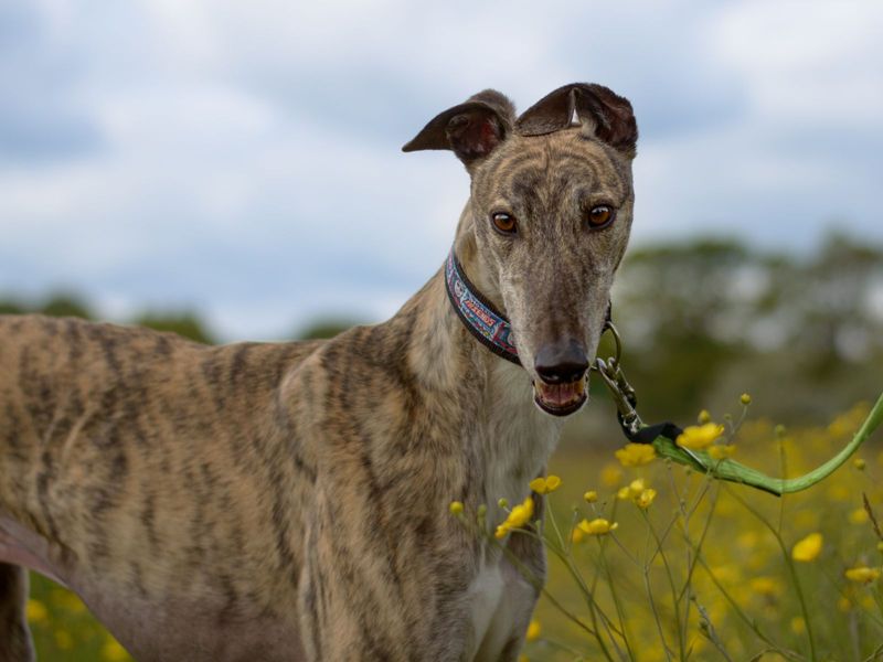 Greyhound for adoption in Kenilworth, Warks – 7 years old - Image 3 of 8