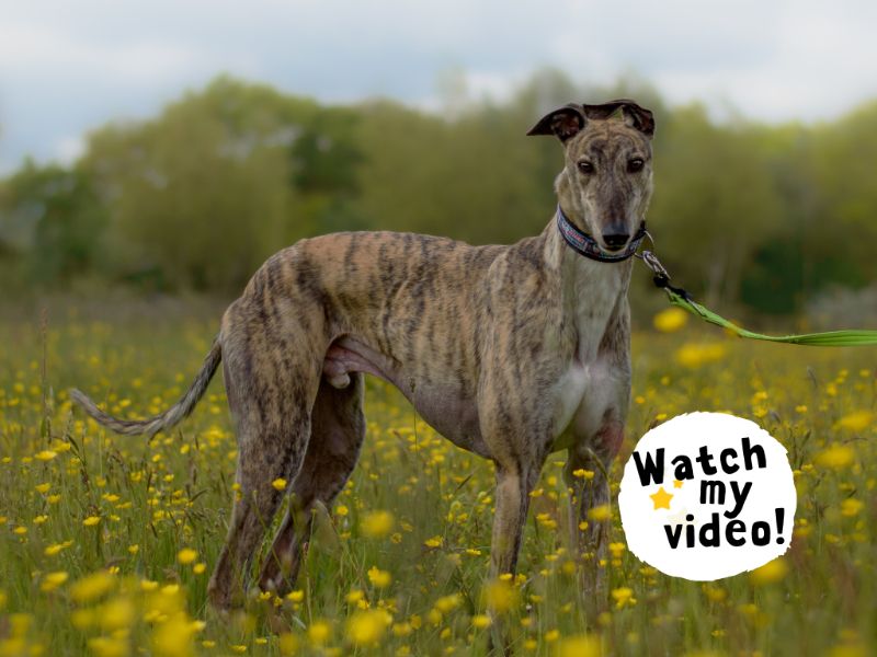Greyhound for adoption in Kenilworth, Warks – 7 years old - Image 1 of 8