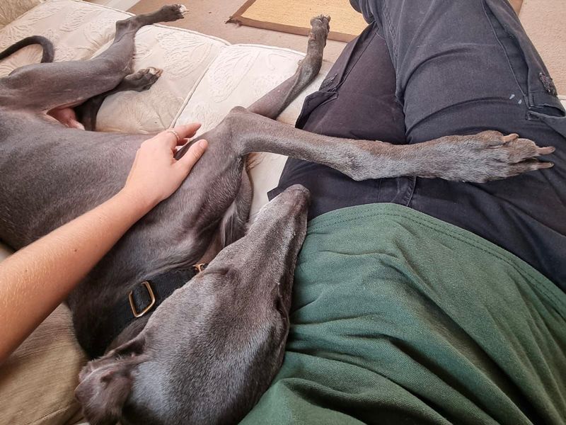 Mr Blue Sky | Greyhound Cross | Loughborough - 1