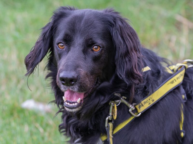 Springer Spaniel puppies for sale in Wymeswold – 6 years old
