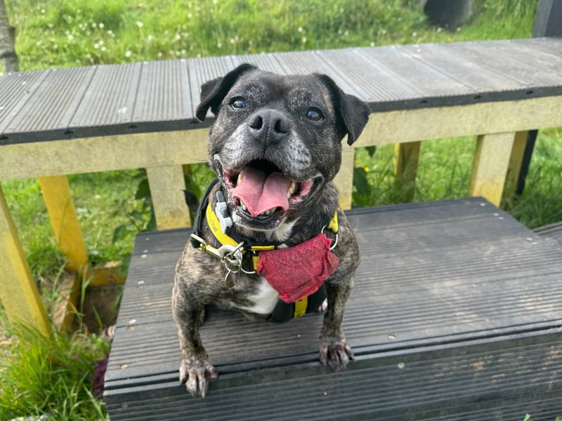 Adopt a Crossbreed Rescue Dog Marmalade Dogs Trust