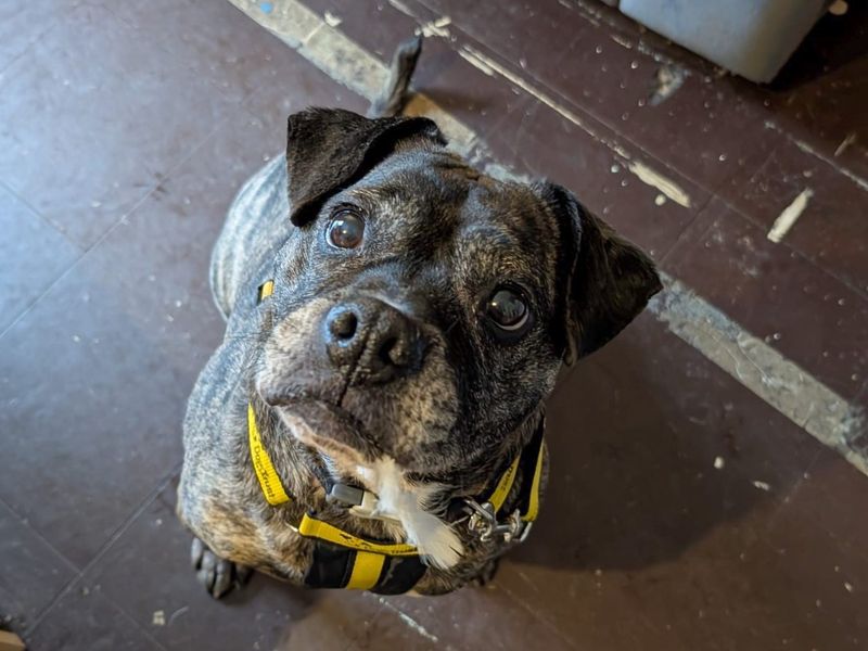 Marmalade, a 8 years old female Crossbreed available for adoption from Dogs Trust in Basildon, Essex
