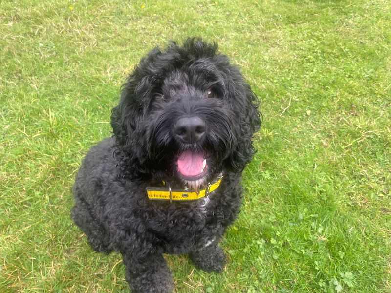 Poodle for adoption in Chestfield, Kent – 6 years old - Image 1 of 1
