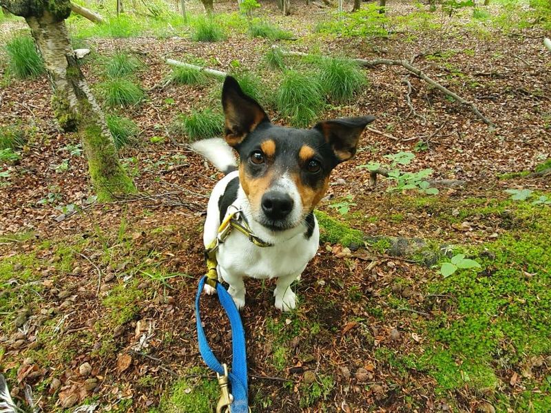 Jack Russell Terrier for adoption in West Calder, West Lothian – 10 years old
