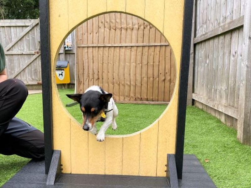 Jack Russell Terrier for adoption in West Calder, West Lothian – 10 years old - Image 3 of 6