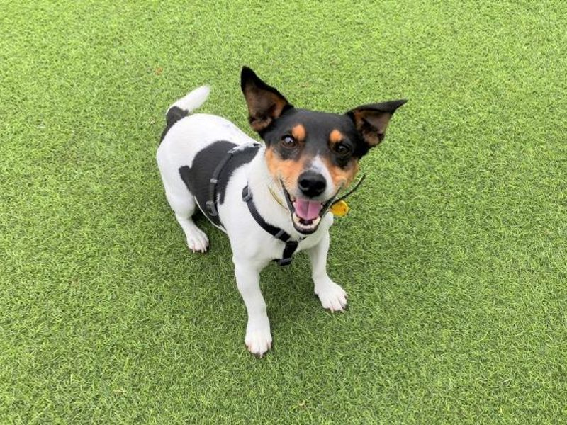 Stuart little shortlegs | Terrier (Jack Russell) | West Calder (Edinburgh) - 1