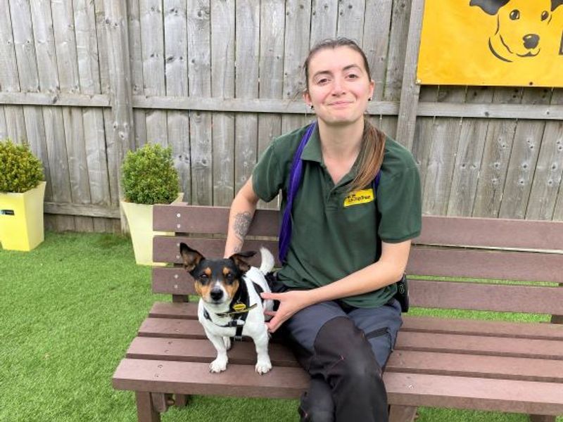 Jack Russell Terrier for adoption in West Calder, West Lothian – 10 years old - Image 4 of 6