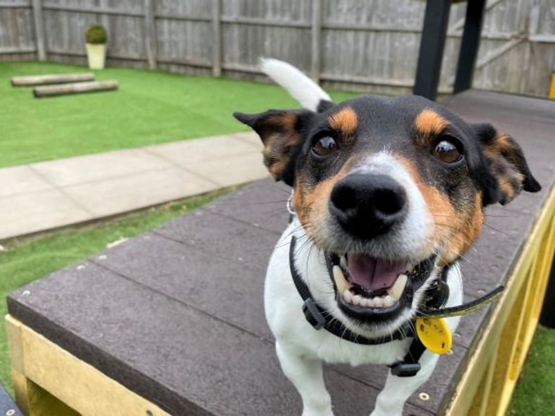 Jack Russell Terrier for adoption in West Calder, West Lothian – 10 years old - Image 6 of 6