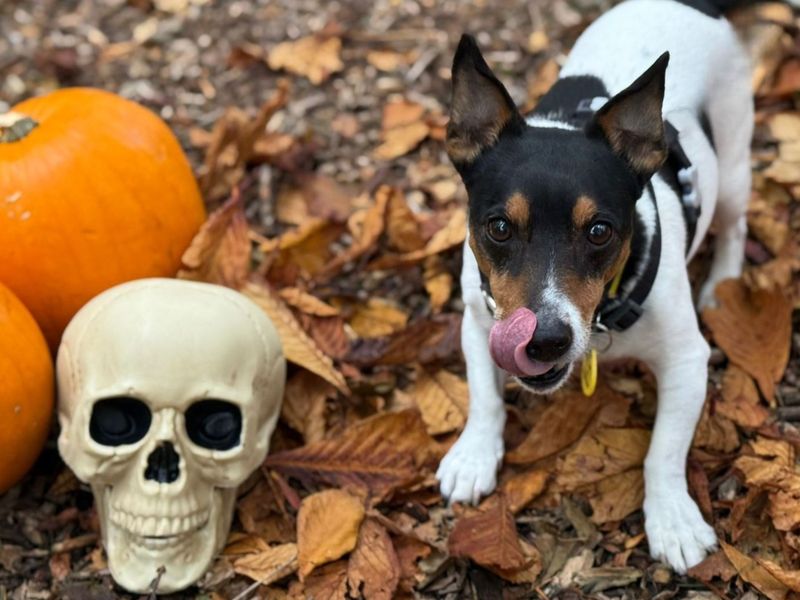 Fergus | Terrier (Jack Russell) | West Calder (Edinburgh) - 1