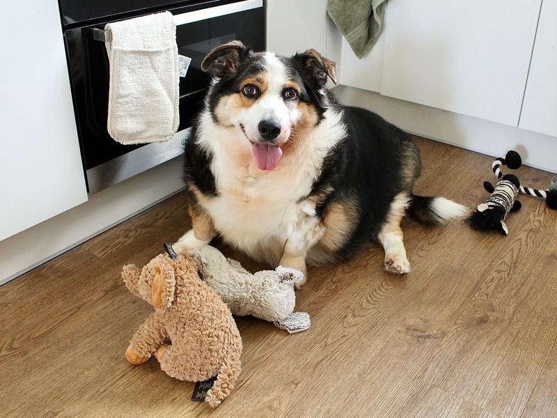 Corgi for adoption in Evesham, Worcestershire – 9 years old - Image 1 of 1