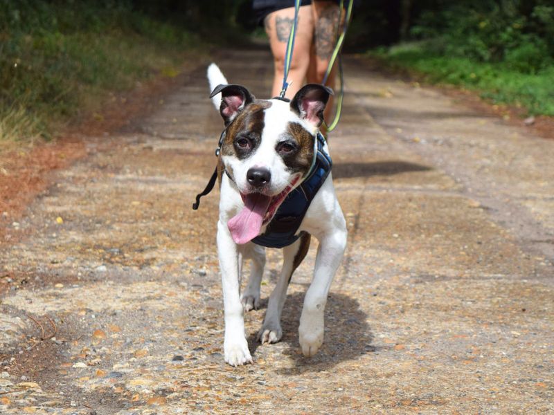 Staffordshire Bull Terrier for adoption in Uxbridge, London – 6 years old