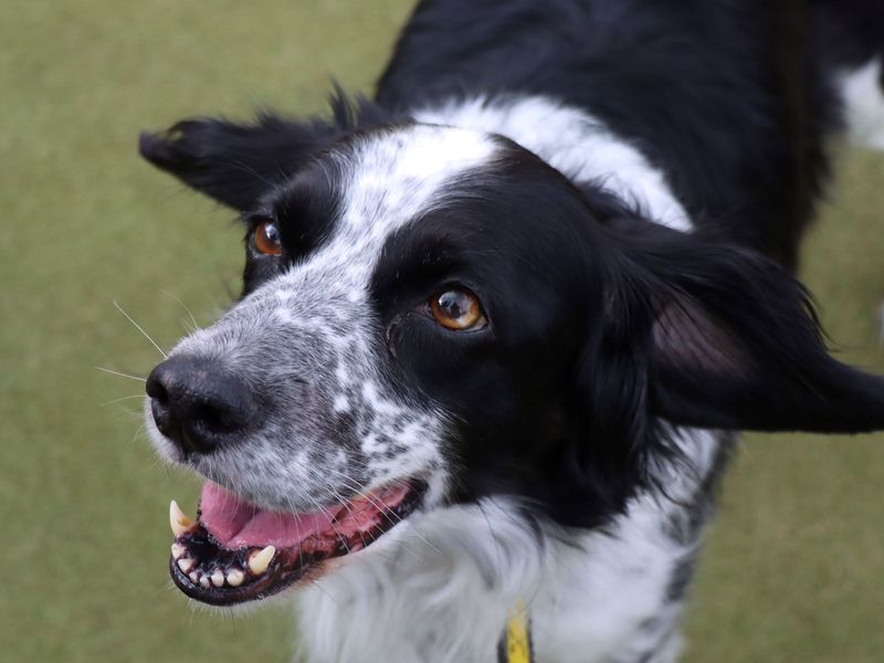 Springer Spaniel puppies for sale in Evesham – 10 years old