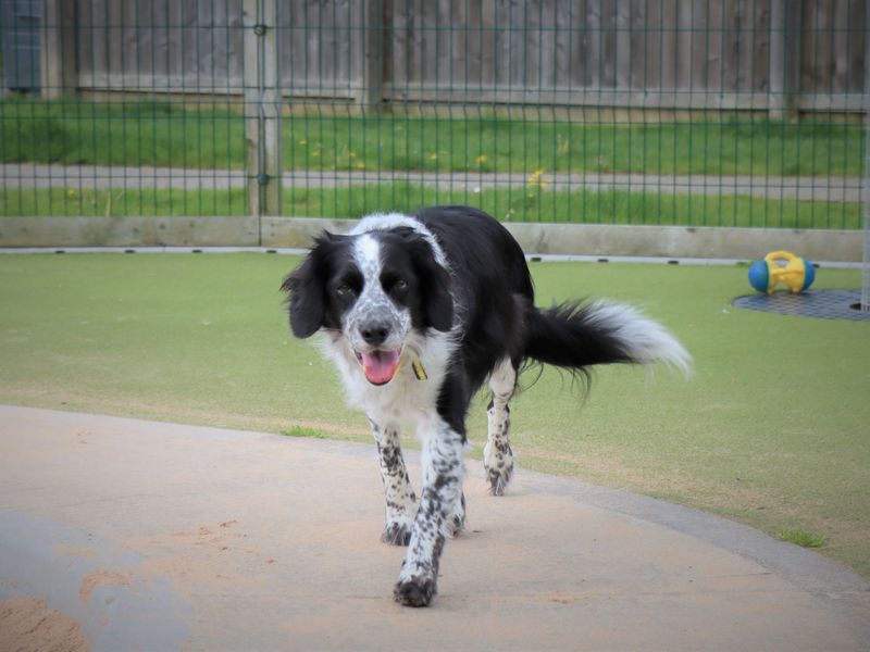 Cassie for sale in Evesham - Image 2