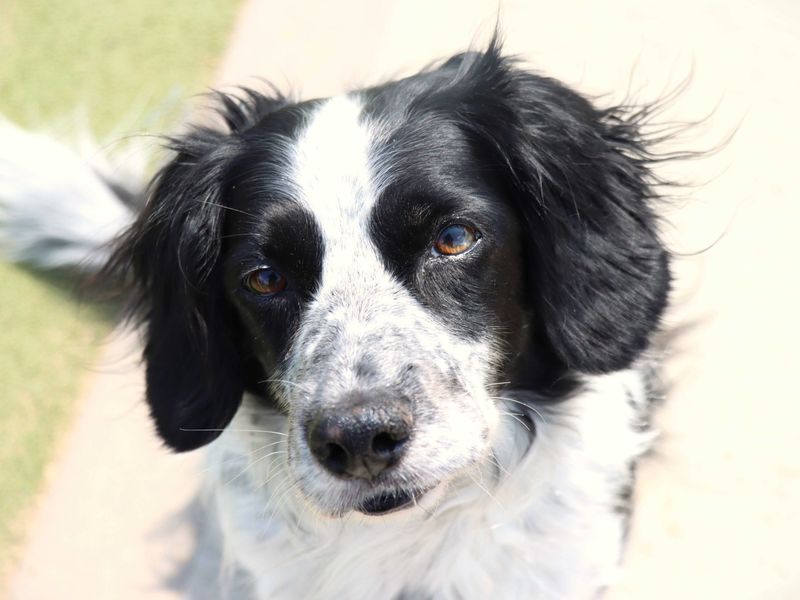 Cassie for sale in Evesham - Image 3
