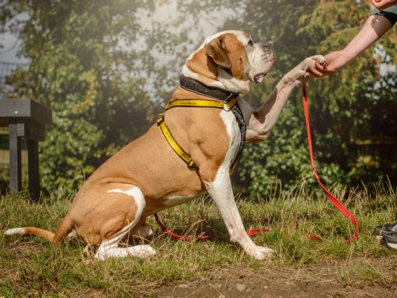 American Bulldog for adoption in Kenilworth, Warks – 7 years old - Image 5 of 7