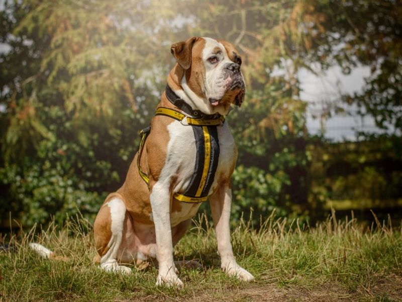 American Bulldog for adoption in Kenilworth, Warks – 7 years old - Image 6 of 7