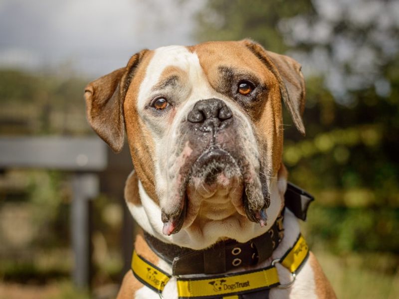 American Bulldog for adoption in Kenilworth, Warks – 7 years old - Image 4 of 7
