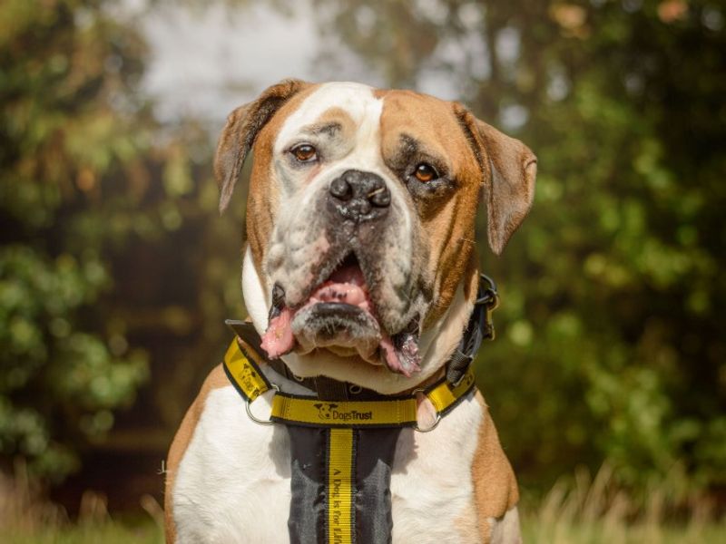 American Bulldog for adoption in Kenilworth, Warks – 6 years old