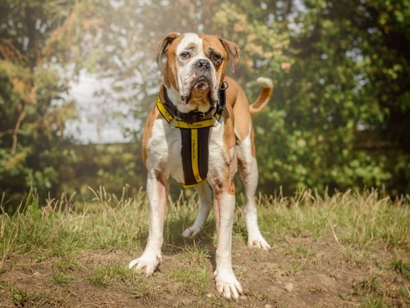 American Bulldog for adoption in Kenilworth, Warks – 7 years old - Image 2 of 7