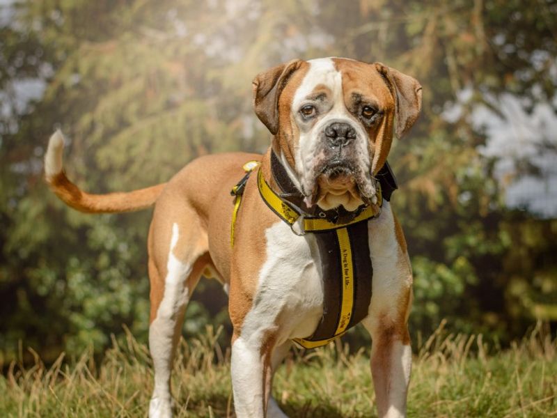American Bulldog for adoption in Kenilworth, Warks – 7 years old - Image 3 of 7