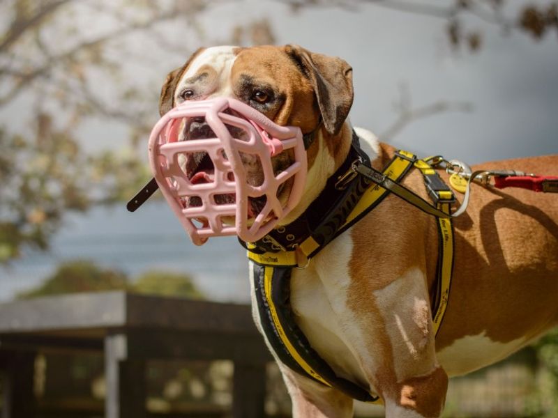 American Bulldog for adoption in Kenilworth, Warks – 7 years old - Image 7 of 7