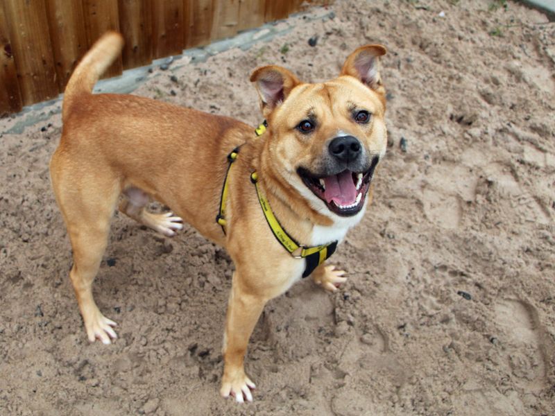 Security Rottie Dog Which Dog Is Better For Security Rottweiler Or Akita