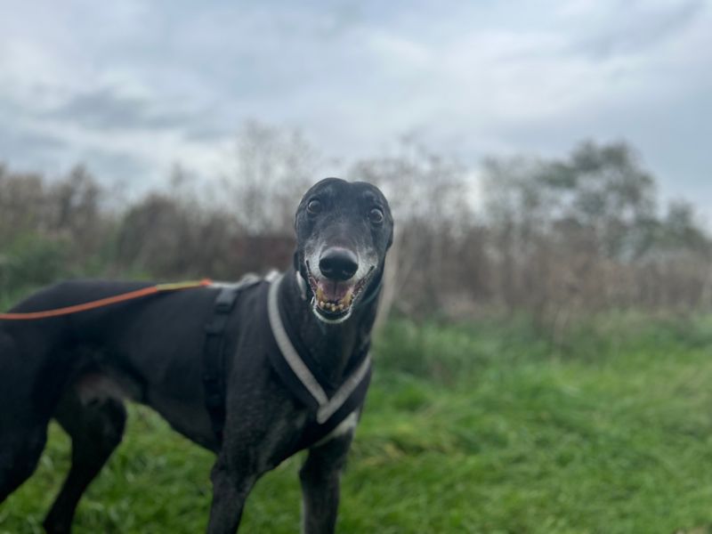 Gavin | Greyhound | Loughborough - 2
