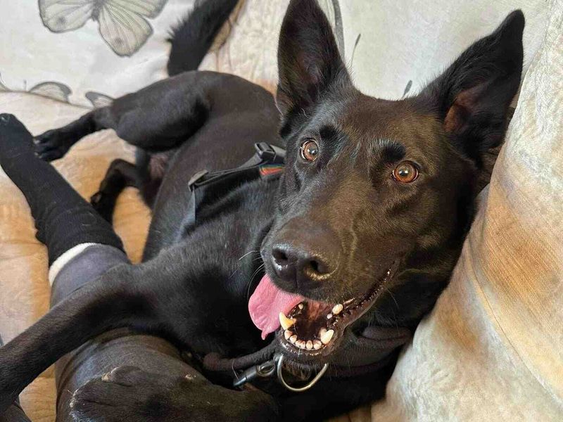 Nyx | Belgian Shepherd Dog (Malinois) Cross | Loughborough - 1