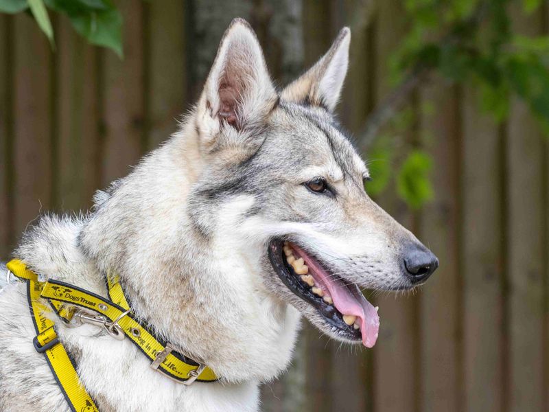 Koda | Crossbreed | Loughborough - 2